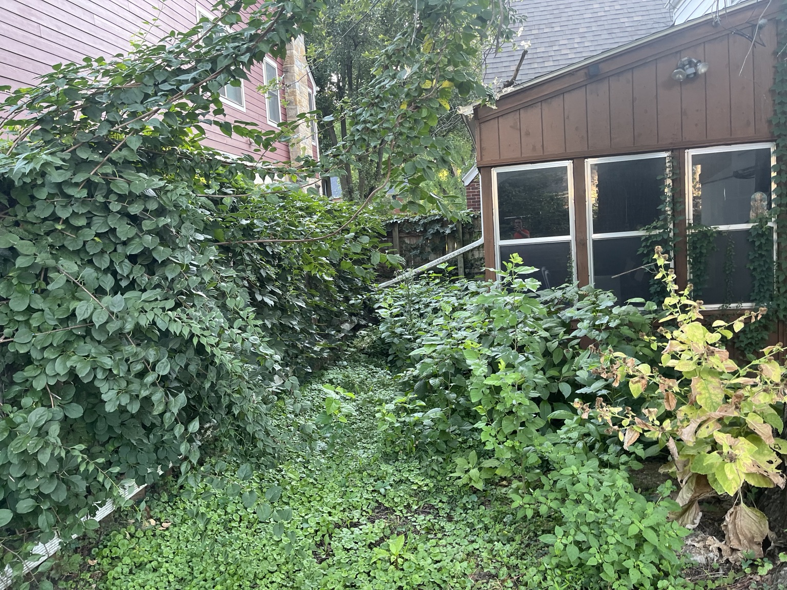 Before overgrowth cleanup